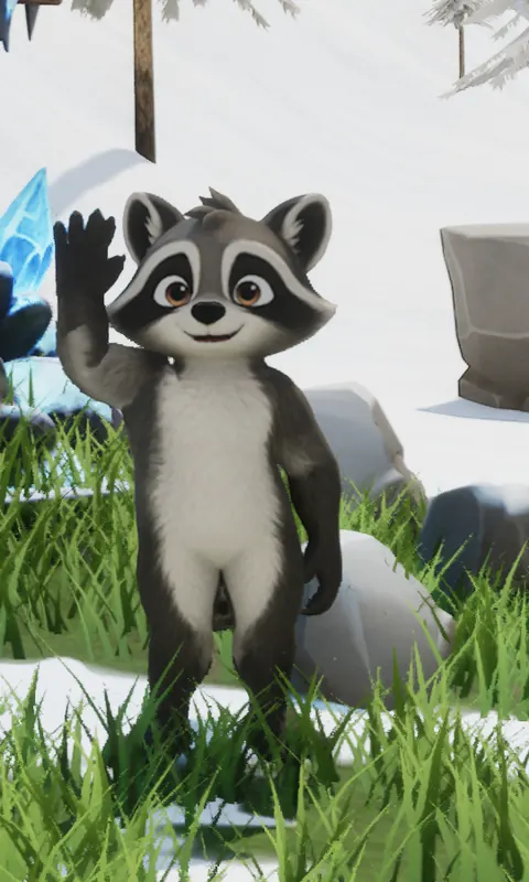 The raccoon waving, standing in the grass next to snowy rocks